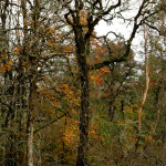 Fall woods 2 Camassia web