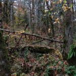 Fall woods Camassia web