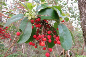 Camassia berries